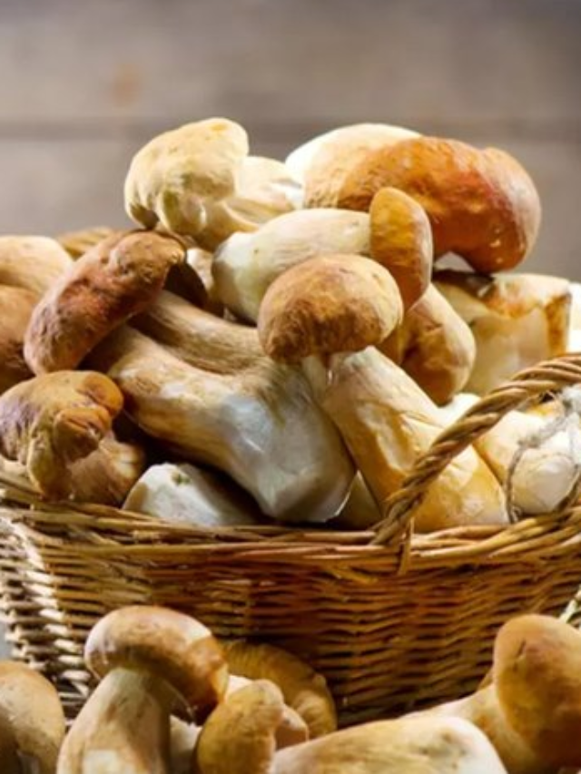मशरूम खाने से शरीर के लिए क्या लाभ होता हैं?